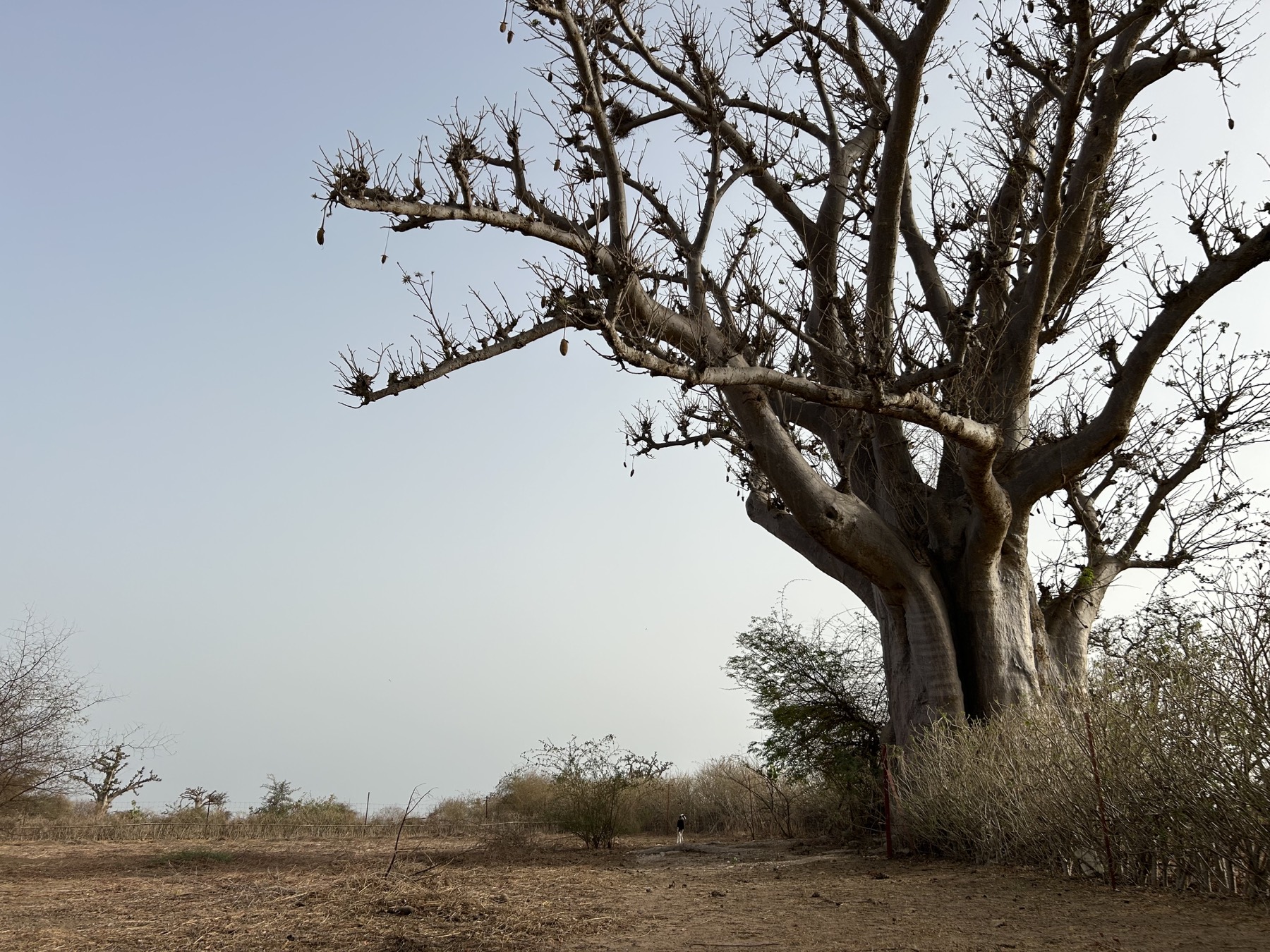Centuries-old baobab tree on the Mélanzé grounds